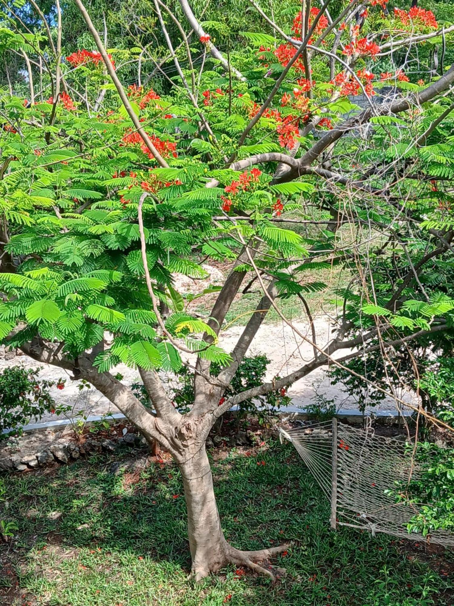Villa Majani Breeze à Nungwi Extérieur photo